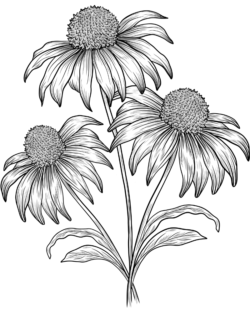 echinacée