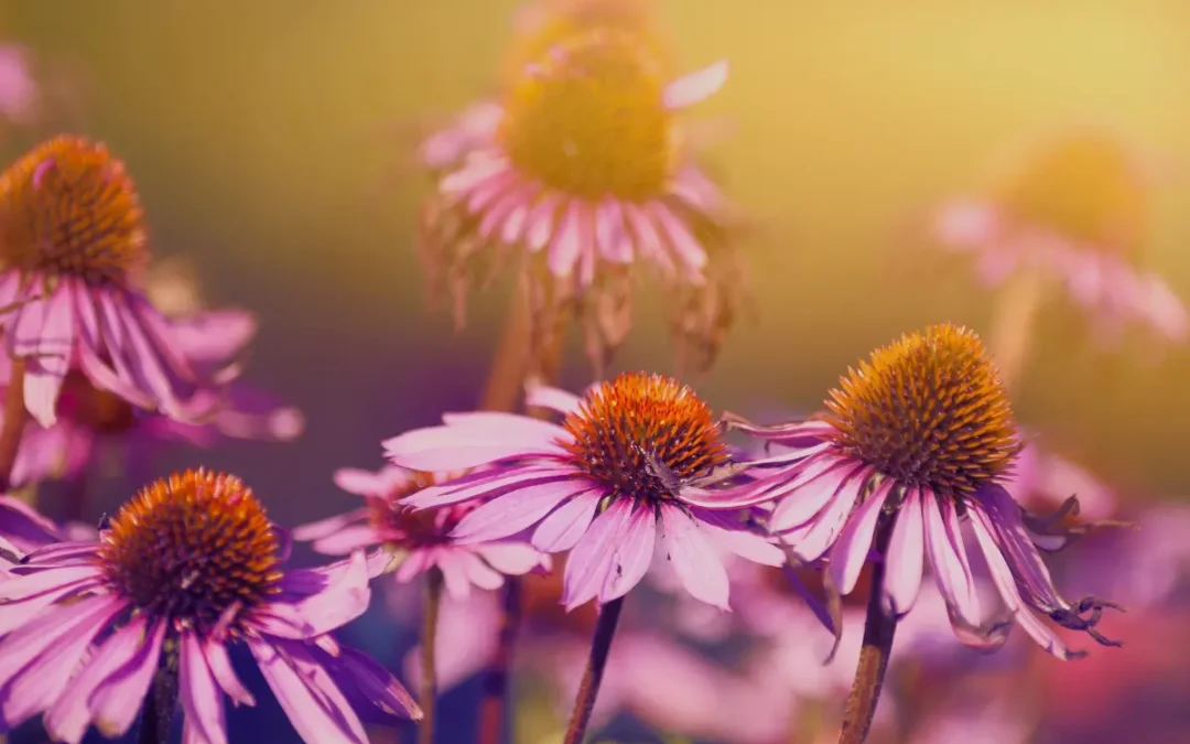 Échinacée