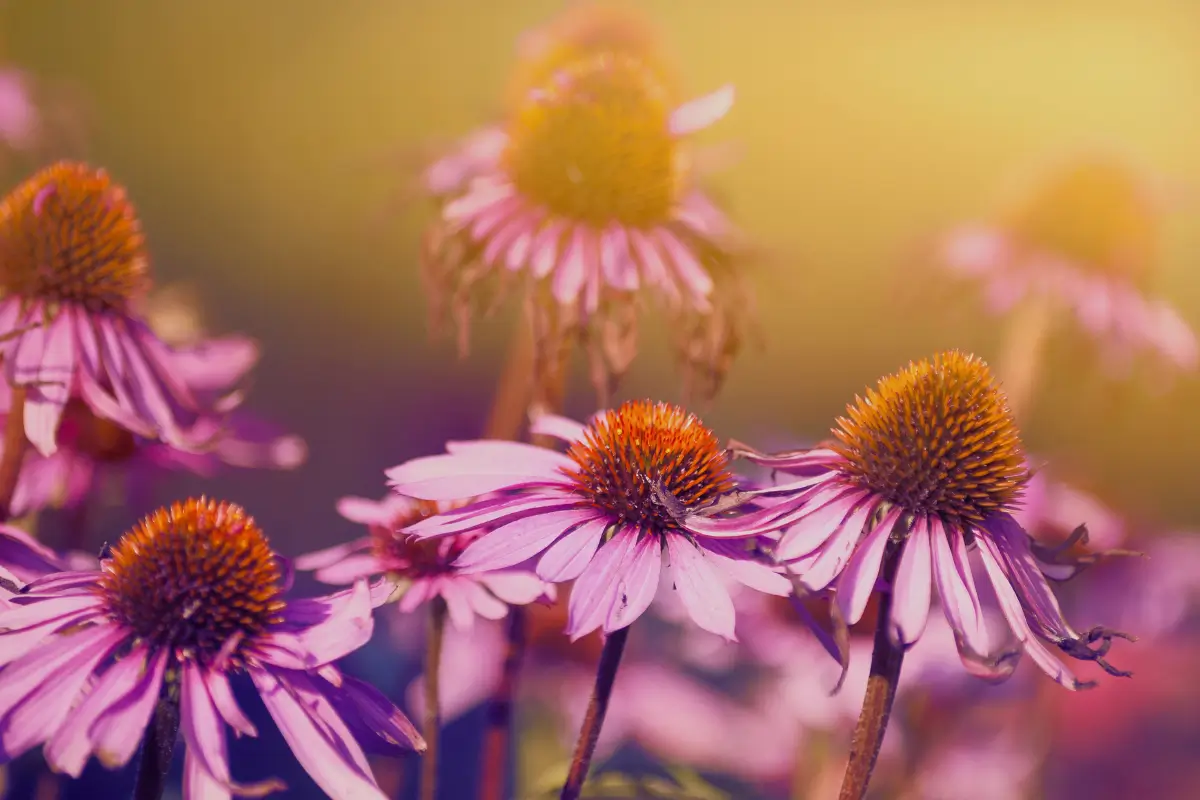 Échinacée