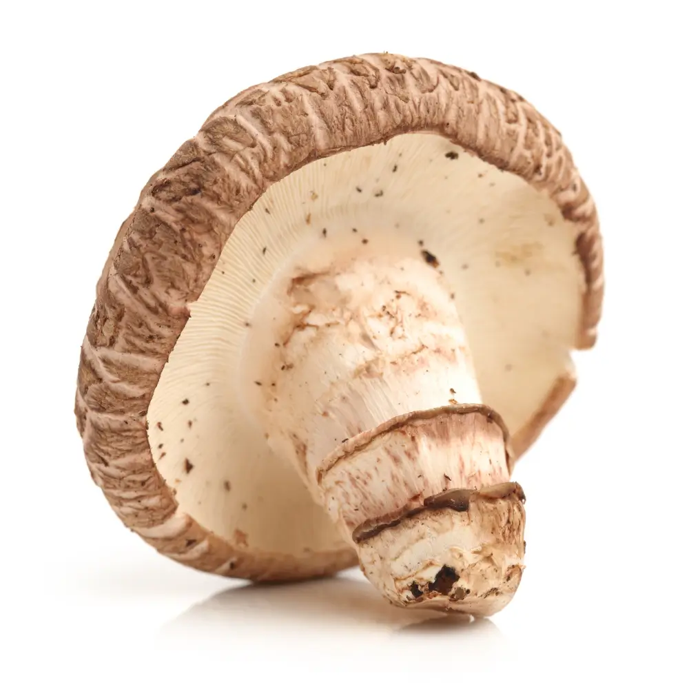 Champignon-Shiitake