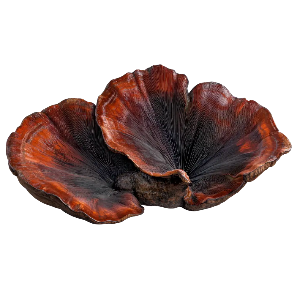 champignon-reishi