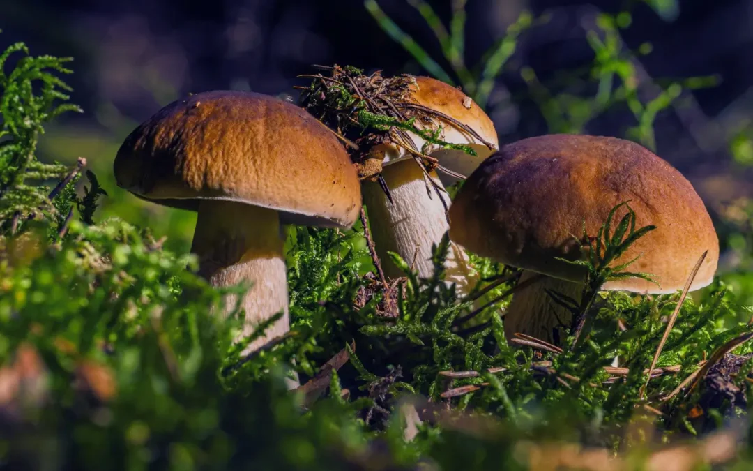 Pourquoi les champignons médicinaux sont la clé pour une immunité forte ?