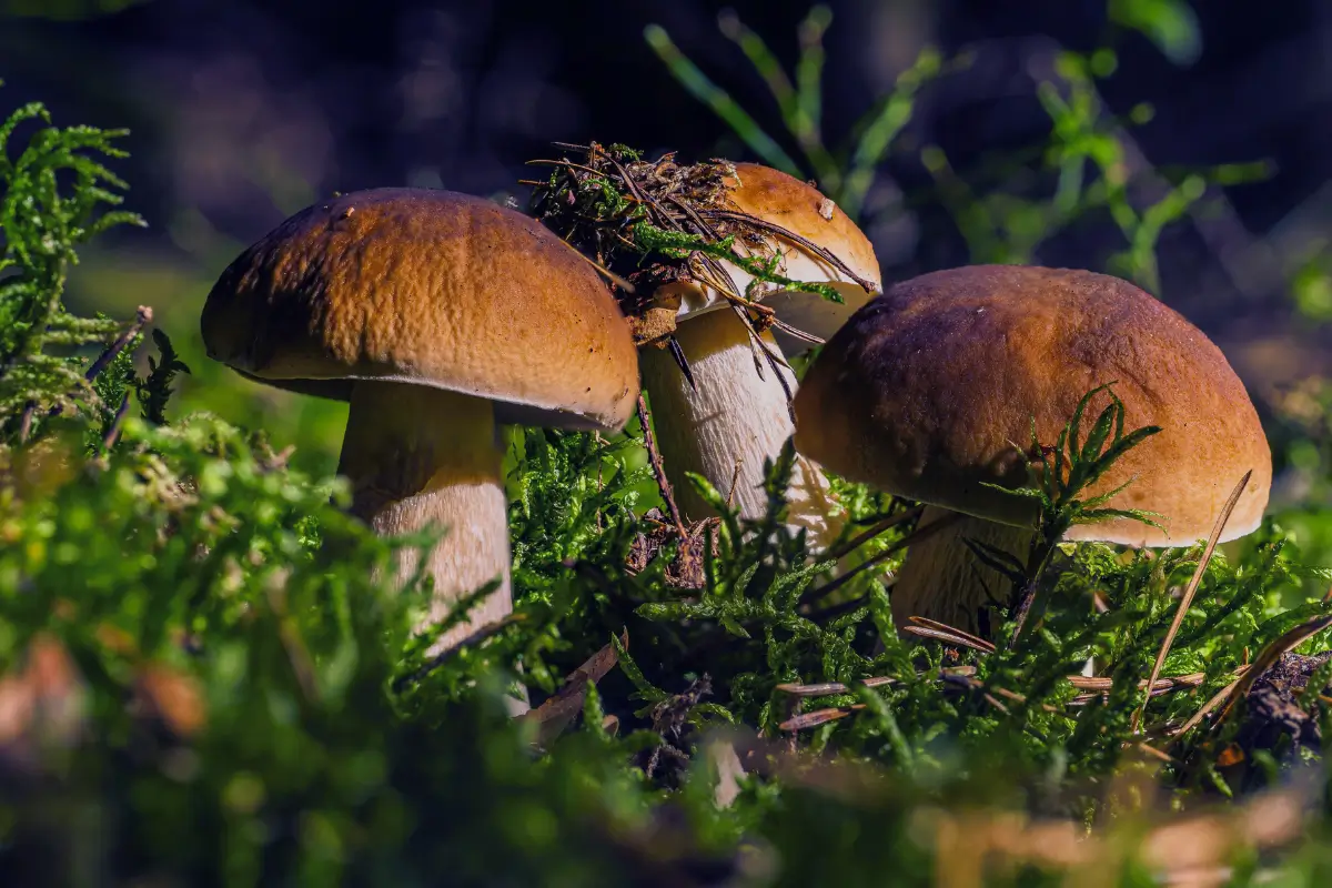 Les champignons médicinaux sont la clé pour une immunité forte