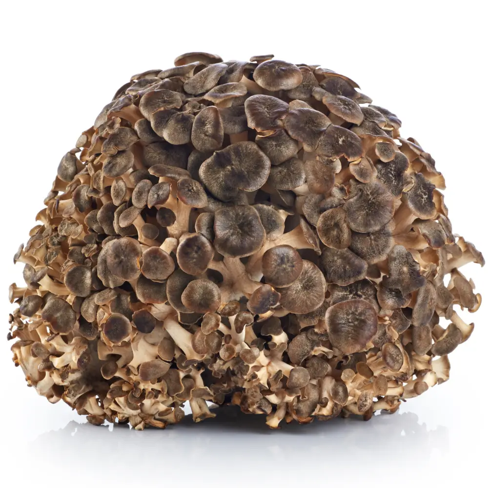 maitake