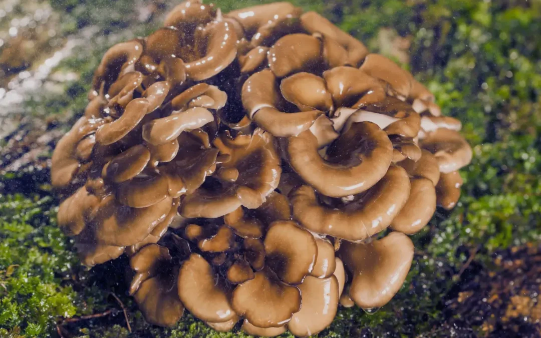Maitake : Un champignon médicinal aux multiples bienfaits