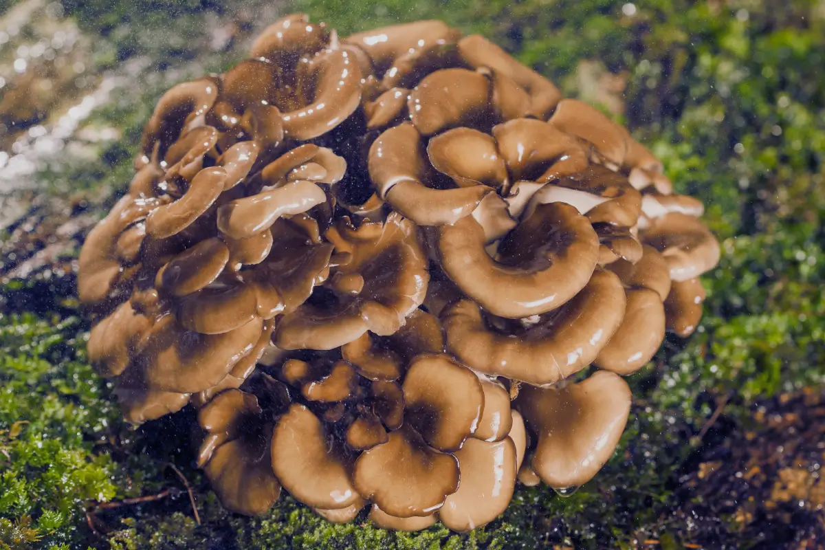 Maitake : Un champignon médicinal aux multiples bienfaits