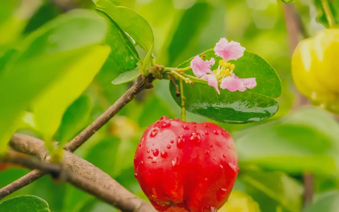 Acérola : un allié méconnu pour booster votre système immunitaire