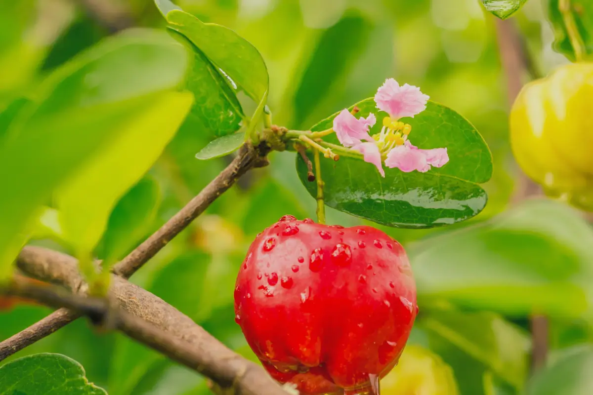 Acérola : un allié méconnu pour booster votre système immunitaire