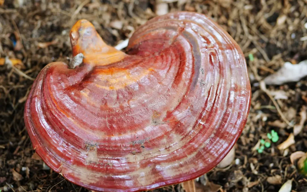 Champignon Reishi Ganoderma lucidum bienfaits immunité