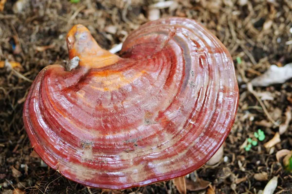 Champignon Reishi Ganoderma lucidum bienfaits immunité